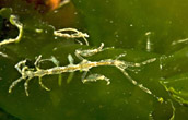 skeleton shrimp